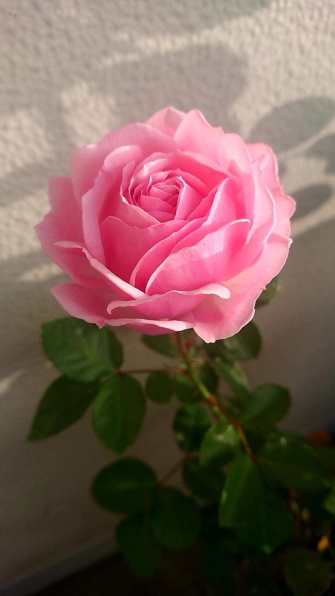 ノスタルジー鈴木 福田十二指腸 V Twitter 咲いています ベランダで バラの花が 京成バラ園のクラウドファンディング返礼品としての鉢植えの バラの花が 京成バラ園 T Co Iadxzoryzl