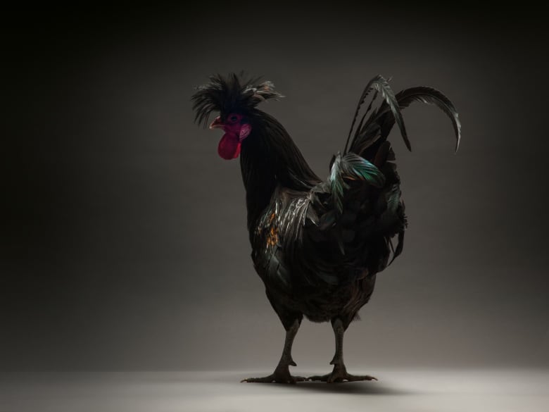 LisaCloudFiasco's tweet photo. @CrossBiddy #chickenmodel
Italian photographers showcase "Top Model" chicken finalists
π₯π₯π₯πβπ https://t.co/7znnuSHFBC