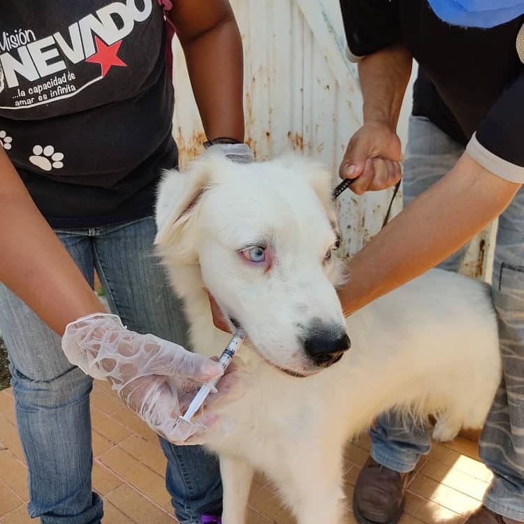 FNevadoCarabobo's tweet photo. En el sector Nueva Esparta del municipio Naguanagua, se llevó atención veterinaria casa casa. Fueron atendidos un total de 61 animales de compañía. 43 caninos y 18 felinos. Todos fueron desparasitados y se realizaron 5 cortes de uñas.

♥️🐕🐈♥️ 

#Carabobo
#MisionNevado https://t.co/AlEyYfcoz6