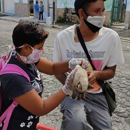 FNevadoCarabobo's tweet photo. En el sector Nueva Esparta del municipio Naguanagua, se llevó atención veterinaria casa casa. Fueron atendidos un total de 61 animales de compañía. 43 caninos y 18 felinos. Todos fueron desparasitados y se realizaron 5 cortes de uñas.

♥️🐕🐈♥️ 

#Carabobo
#MisionNevado https://t.co/AlEyYfcoz6