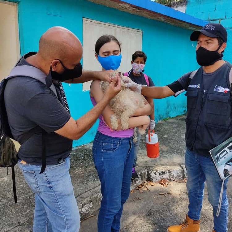 FNevadoCarabobo's tweet photo. En el sector Nueva Esparta del municipio Naguanagua, se llevó atención veterinaria casa casa. Fueron atendidos un total de 61 animales de compañía. 43 caninos y 18 felinos. Todos fueron desparasitados y se realizaron 5 cortes de uñas.

♥️🐕🐈♥️ 

#Carabobo
#MisionNevado https://t.co/AlEyYfcoz6