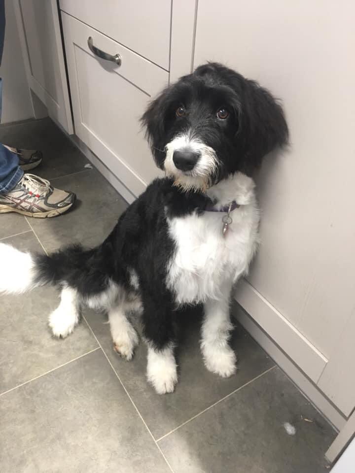 Revs Limiter tweet media