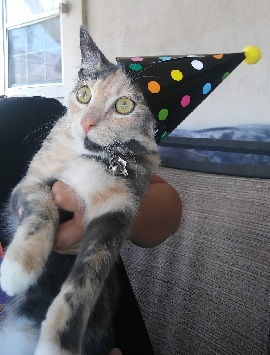 outofcontxtjnj's tweet photo. it's this accounts birthday so, here are some pictures of my cats. sorry I haven't been posting much lol https://t.co/26GVRazEEA
