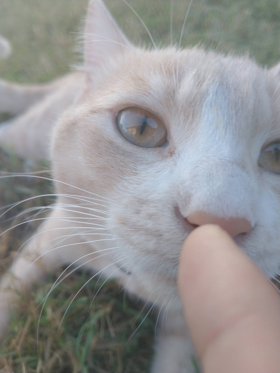 outofcontxtjnj's tweet photo. it's this accounts birthday so, here are some pictures of my cats. sorry I haven't been posting much lol https://t.co/26GVRazEEA