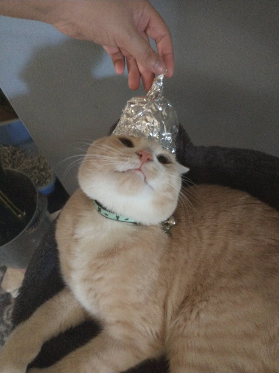 outofcontxtjnj's tweet photo. it's this accounts birthday so, here are some pictures of my cats. sorry I haven't been posting much lol https://t.co/26GVRazEEA