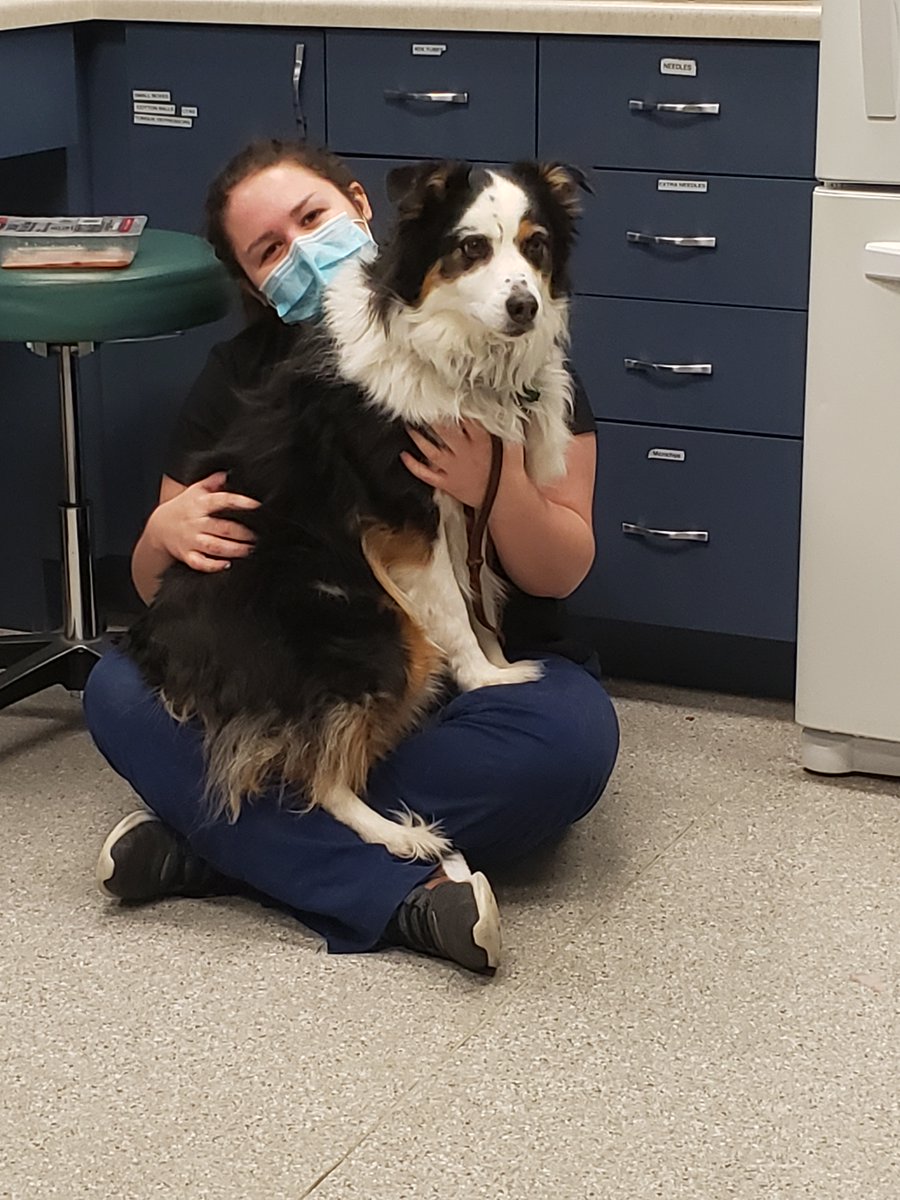 FourLakesVet's tweet photo. Getting ready for holiday shopping? Where should you keep your dog from shopping? 
A flea market!!!! 
- Mandy and Erin https://t.co/DUOXBITE1q