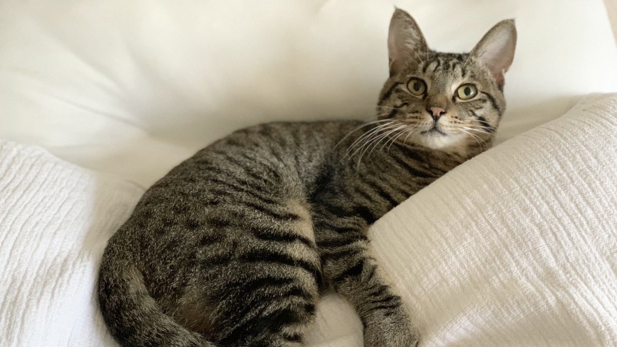 猫とサキちゃん tweet media