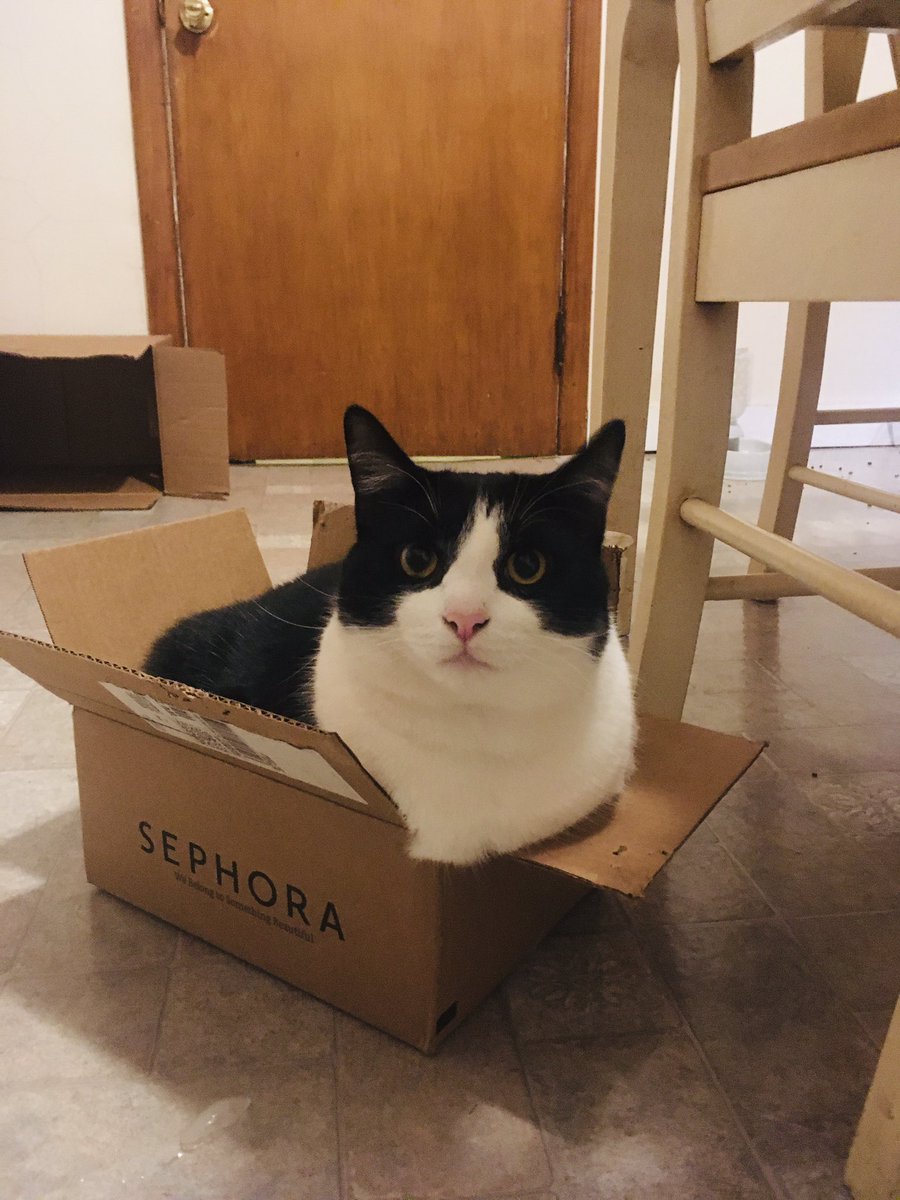 BMeowfield's tweet photo. I am NOT to big for this damn box!  #shutyourpiehole https://t.co/eOaJLrTZbV