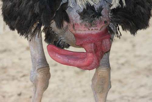 I bet you were having a lovely day until I scarred you for life. Behold, the ostrich dick! Seeing as an ostrich is part of the flightless bird family (3% of birds have a penis) it was baffling scientists how they could achieve an erection - it’s lymphatic rather than blood.
