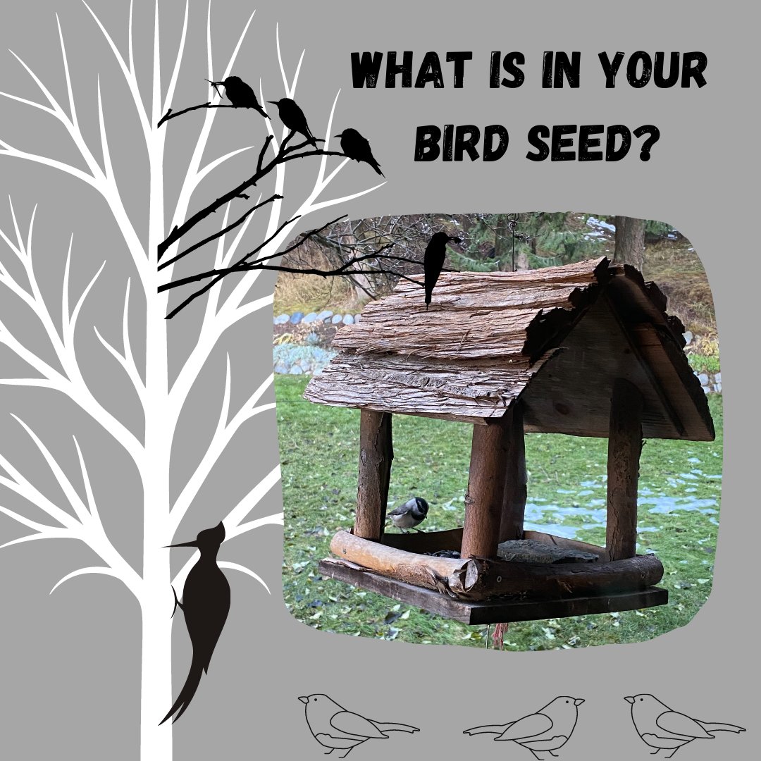 Invasive plant seeds could be hiding in your bird seed. Seed mixes with millet have a higher chance of containing weed seed like pigweed &amp; kochia. Do you have a bird feeder? What type of seed do you use? #birds #birdseed #invasiveplants #stopthespread #buylocal #lovelillooet