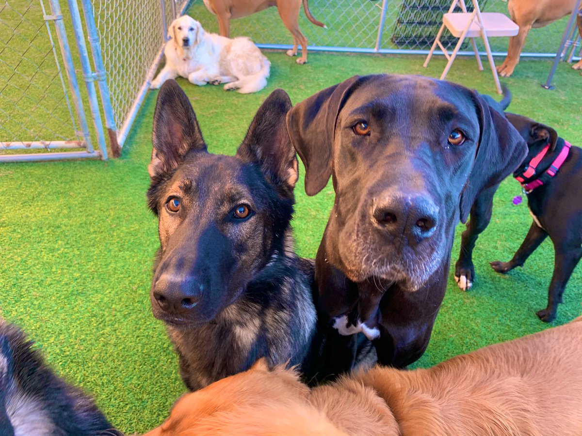 UnleashUnlim's tweet photo. Jax and daisy🖤 https://t.co/bvng8MxN8W
