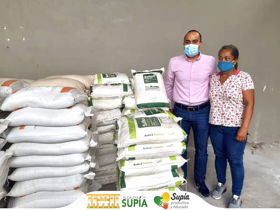 AlcaldiaDeSupia's tweet photo. 👨🏼‍🌾La Oficina Agroambiental, se realizó la entrega de insumos agropecuarios a 50 Productores de Panela de Supía que hacen parte del convenio entre Alcaldía, Secretaría de Agricultura de Caldas y Fedepanela, con el fin de fortalecer el sector panelero.

#SupíaProductiva💚 💛 https://t.co/S87Tf3sL0V