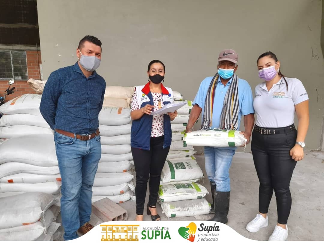 AlcaldiaDeSupia's tweet photo. 👨🏼‍🌾La Oficina Agroambiental, se realizó la entrega de insumos agropecuarios a 50 Productores de Panela de Supía que hacen parte del convenio entre Alcaldía, Secretaría de Agricultura de Caldas y Fedepanela, con el fin de fortalecer el sector panelero.

#SupíaProductiva💚 💛 https://t.co/S87Tf3sL0V