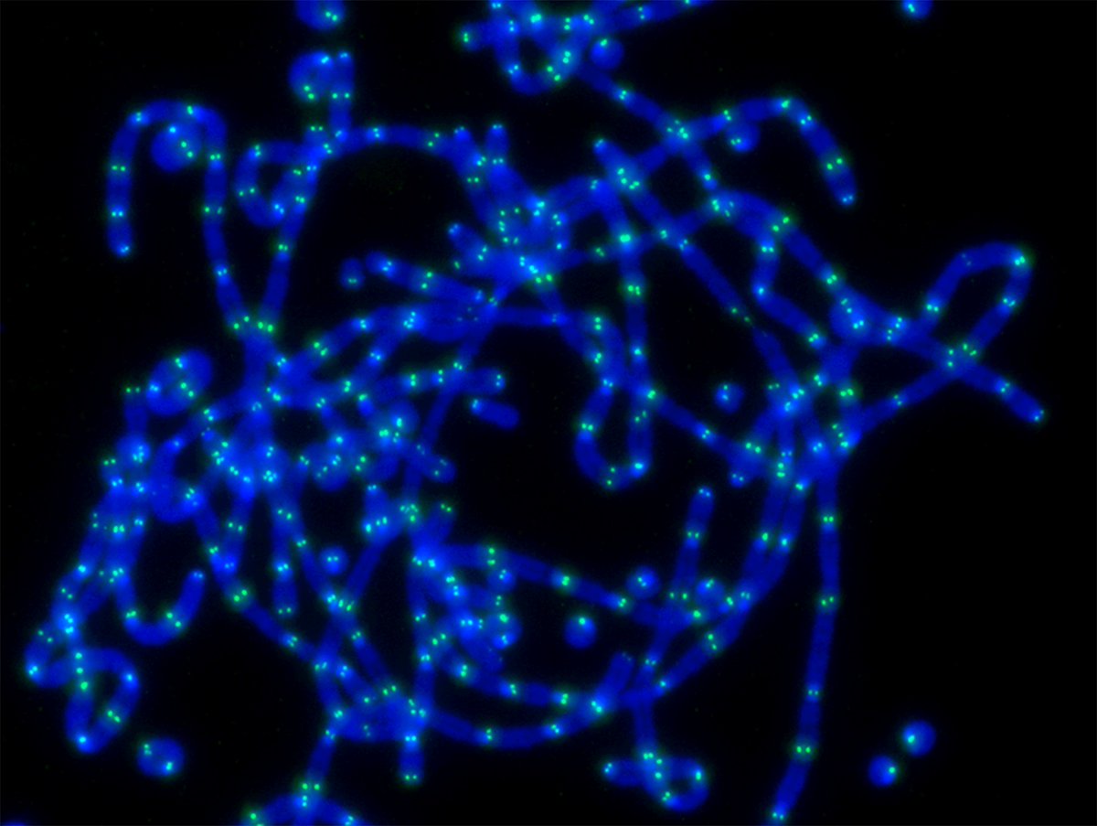 A CMRI scientist has made a discovery, featured in Nature, that upends 20 years of thinking about stem cells. Full story here: cmrijeansforgenes.org.au/news/nature-pa… and link to the paper here: nature.com/articles/s4158…. <a href="/TheCesareLab/">The Cesare Lab</a> <a href="/jeansforgenesau/">Jeans for Genes Aus</a> @nature