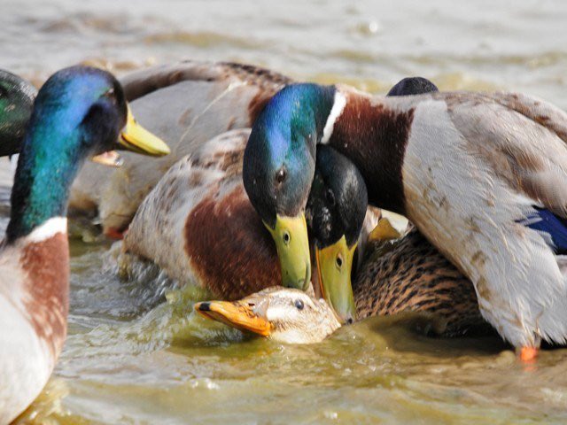 I bet when you look at ducks you think aww, cute little creatures. Aha-ha. They carry out socially organised violent, ugly and deadly gang rapes. It’s extremely common & the female is often drowned. They have a corkscrew shaped penis which is also barbed & 20cm long erect.