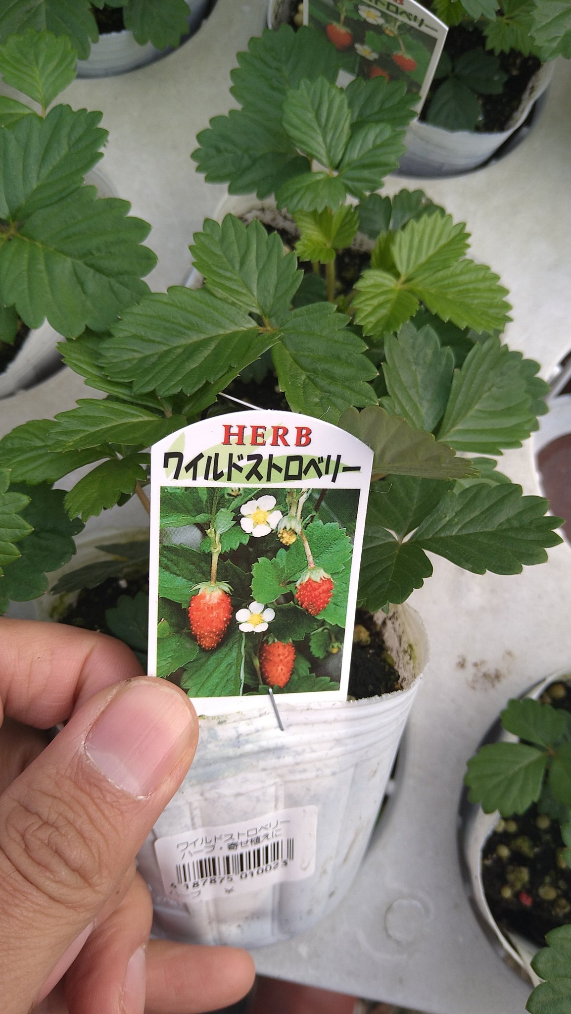تويتر カーメン君 植物愛youtuber على تويتر ワイルドストロベリーの白色の実ができるの発見 でも個人的には普通に赤くなるやつのほうがかわいいから好きです まぁ選択肢は多いほうが良いでしょうから 育て安いし可愛いしワイルドストロベリーおすすめ T