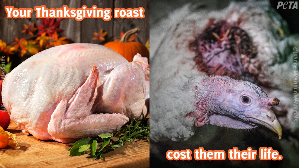 peta's tweet photo. Leave turkeys’ dead bodies off your #Thanksgiving table. https://t.co/xed8GcSIqp