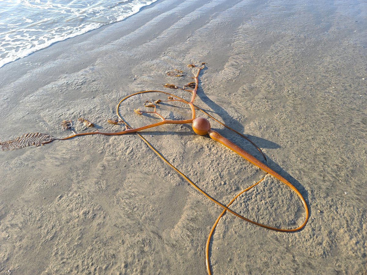 veganboy's tweet photo. This seaweed is long like a bull whip and has a ball for floatation https://t.co/juWp5ynOAT
