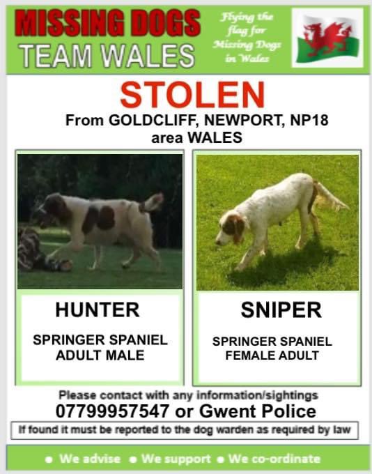 missingdogwales's tweet photo. ‼️5 springer spaniels 💥STOLEN💥 from Goldcliff, Newport, NP18 area WALES❗️🏴please retweet‼️ #missingdogsteamwales #missingdog #missingdoguk #dogs https://t.co/mZTUTJ3E7Y