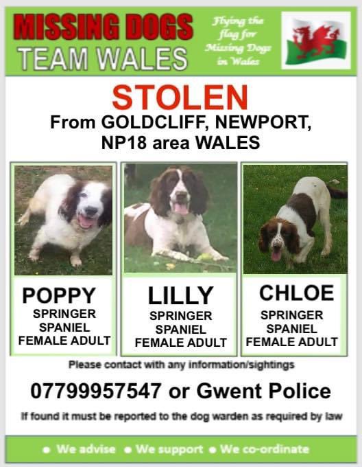 missingdogwales's tweet photo. ‼️5 springer spaniels 💥STOLEN💥 from Goldcliff, Newport, NP18 area WALES❗️🏴please retweet‼️ #missingdogsteamwales #missingdog #missingdoguk #dogs https://t.co/mZTUTJ3E7Y