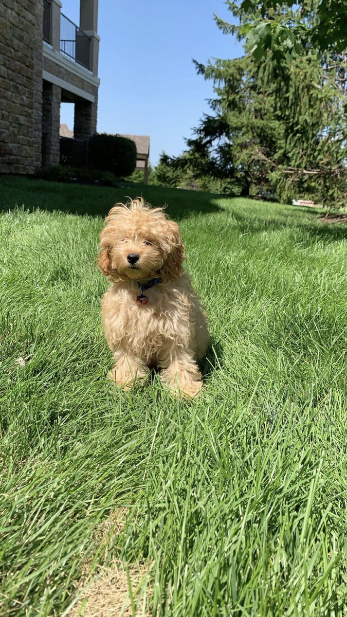 Day 25: today I was thankful to get to snuggle and relax all day with Stuey! #gv230daysofgratitude