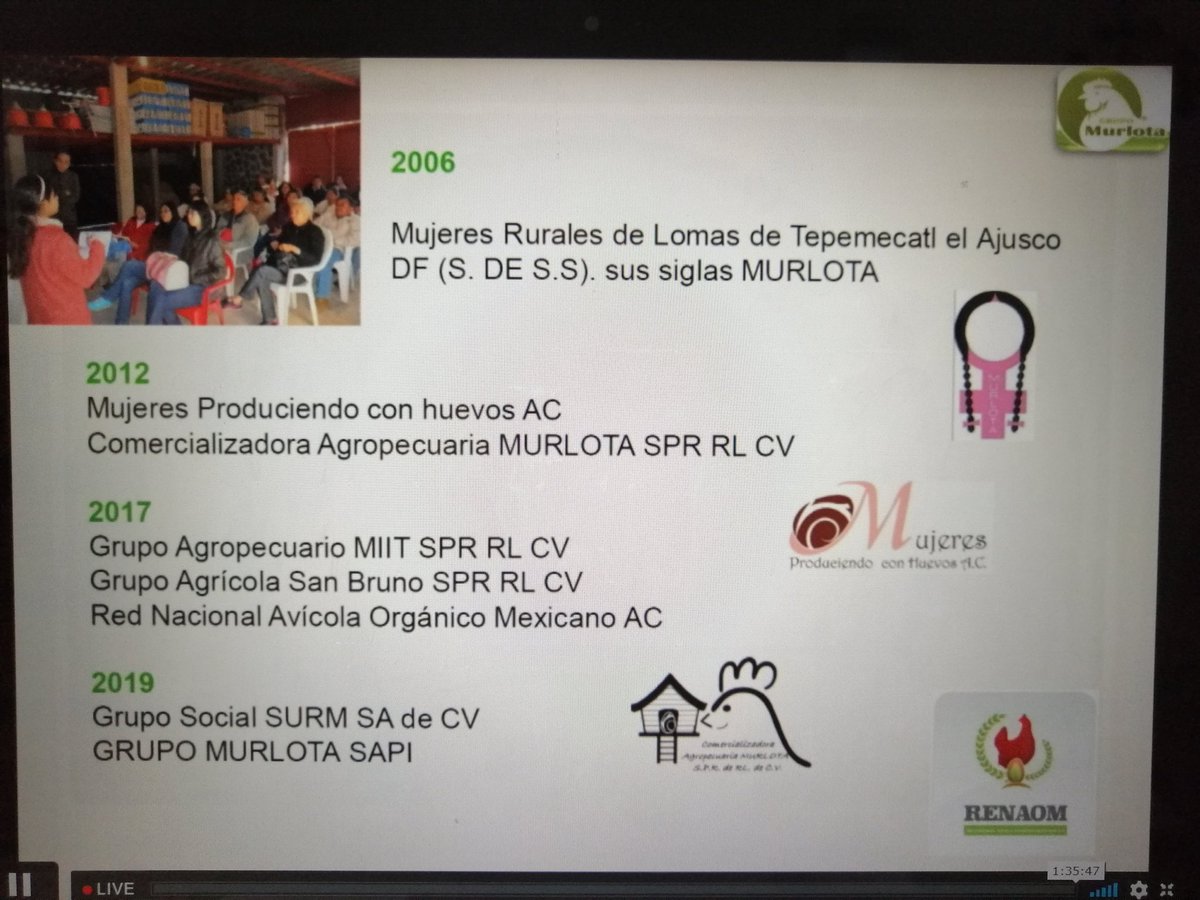 DesdeGto's tweet image. "Un paquetito de 10 gallinitas" dice Itzel Suárez, pero éste modelo impacta a 15 de 17 #ODS 👏
@MURLOTAhuevos ¿el eslabón que falta en los proyectos de traspatio que ya conocemos?
Conocí a un gpo de productoras que no sabían qué hacer con tanto huevo producido y puertas cerradas.