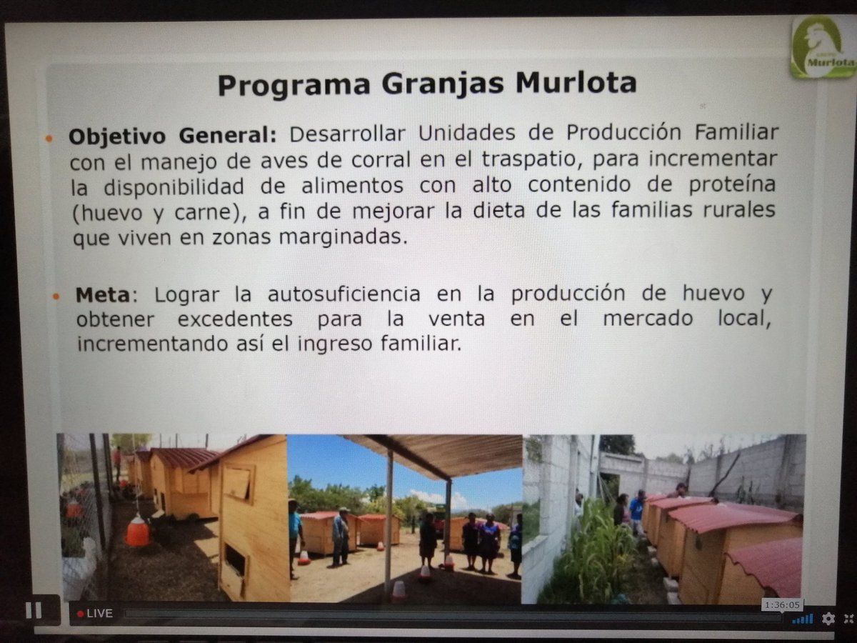 DesdeGto's tweet image. "Un paquetito de 10 gallinitas" dice Itzel Suárez, pero éste modelo impacta a 15 de 17 #ODS 👏
@MURLOTAhuevos ¿el eslabón que falta en los proyectos de traspatio que ya conocemos?
Conocí a un gpo de productoras que no sabían qué hacer con tanto huevo producido y puertas cerradas.