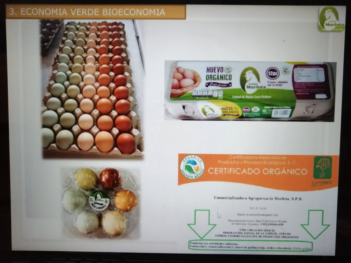 DesdeGto's tweet image. "Un paquetito de 10 gallinitas" dice Itzel Suárez, pero éste modelo impacta a 15 de 17 #ODS 👏
@MURLOTAhuevos ¿el eslabón que falta en los proyectos de traspatio que ya conocemos?
Conocí a un gpo de productoras que no sabían qué hacer con tanto huevo producido y puertas cerradas.