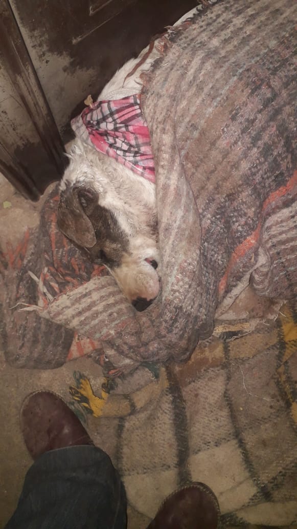 Jessikacg1's tweet photo. Ayuda a este animal es hacer el bien más info en privado si quieres la chica que la a rescatado no puede sola ayudemos a esta chica que está haciendo este bien por esta perra esta ingresada a mi me se parte el corazón https://t.co/FJfWdVwwRY