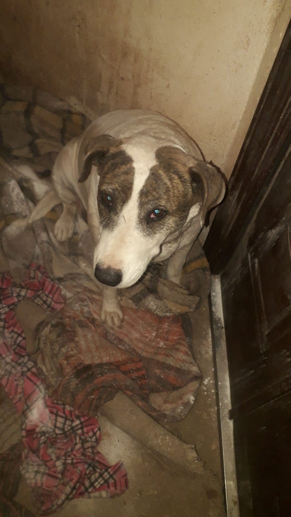 Jessikacg1's tweet photo. Ayuda a este animal es hacer el bien más info en privado si quieres la chica que la a rescatado no puede sola ayudemos a esta chica que está haciendo este bien por esta perra esta ingresada a mi me se parte el corazón https://t.co/FJfWdVwwRY