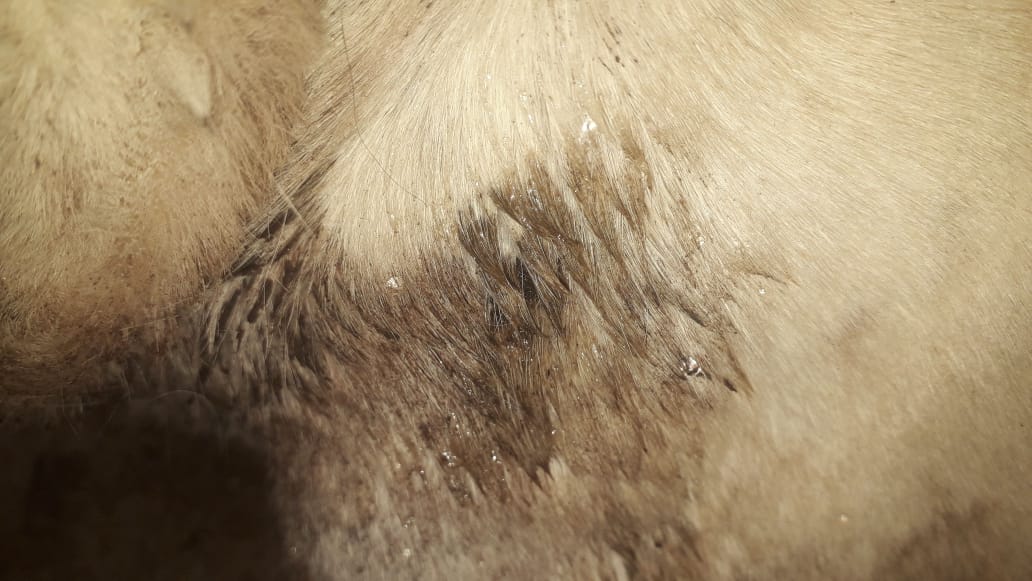 Jessikacg1's tweet photo. Ayuda a este animal es hacer el bien más info en privado si quieres la chica que la a rescatado no puede sola ayudemos a esta chica que está haciendo este bien por esta perra esta ingresada a mi me se parte el corazón https://t.co/FJfWdVwwRY