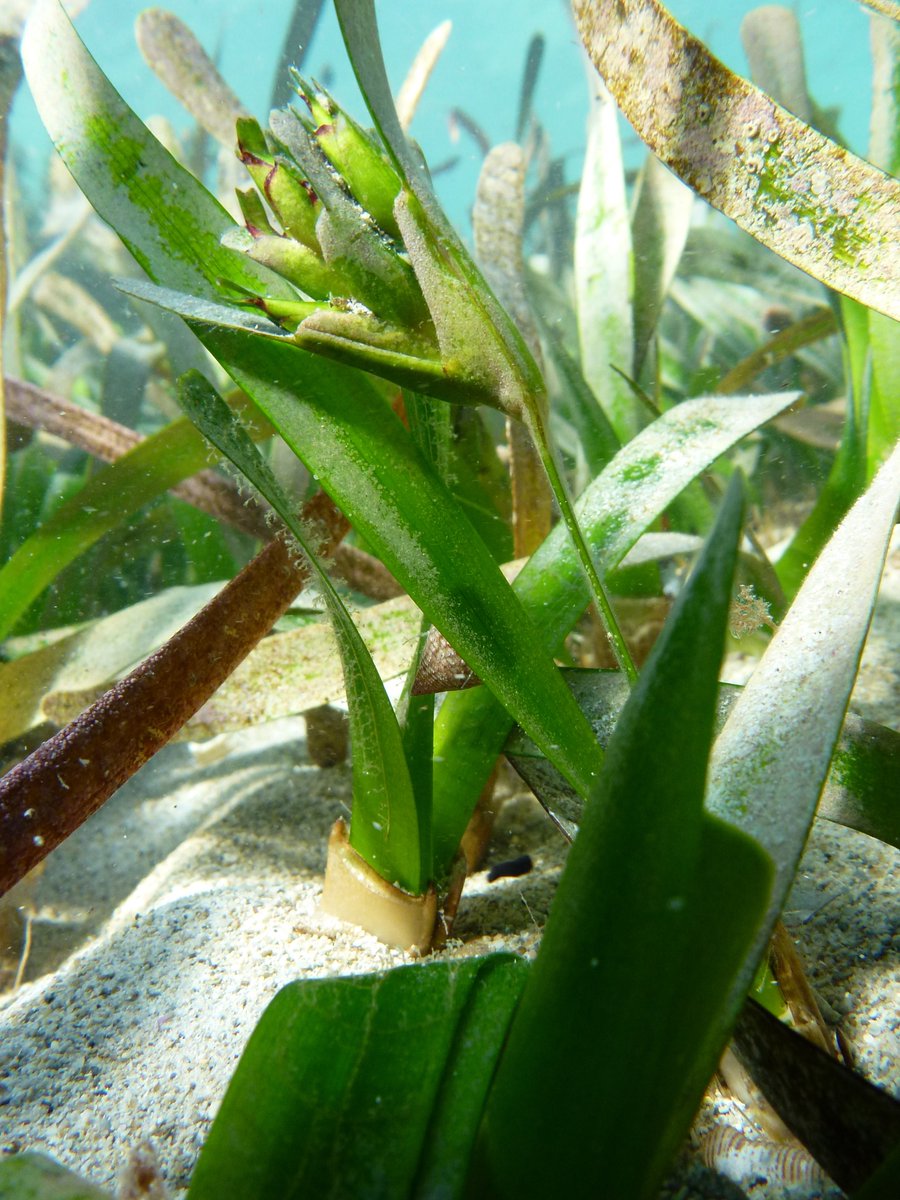 SeagrassLiz's tweet photo. @uwanews Looking forward to continuing #seagrass research with our great team @GaryAKendrick @_MBreed @SiegyK Saving seagrass from climate change on #Gathaagudu #DP21 https://t.co/ZuBbNnOF2B