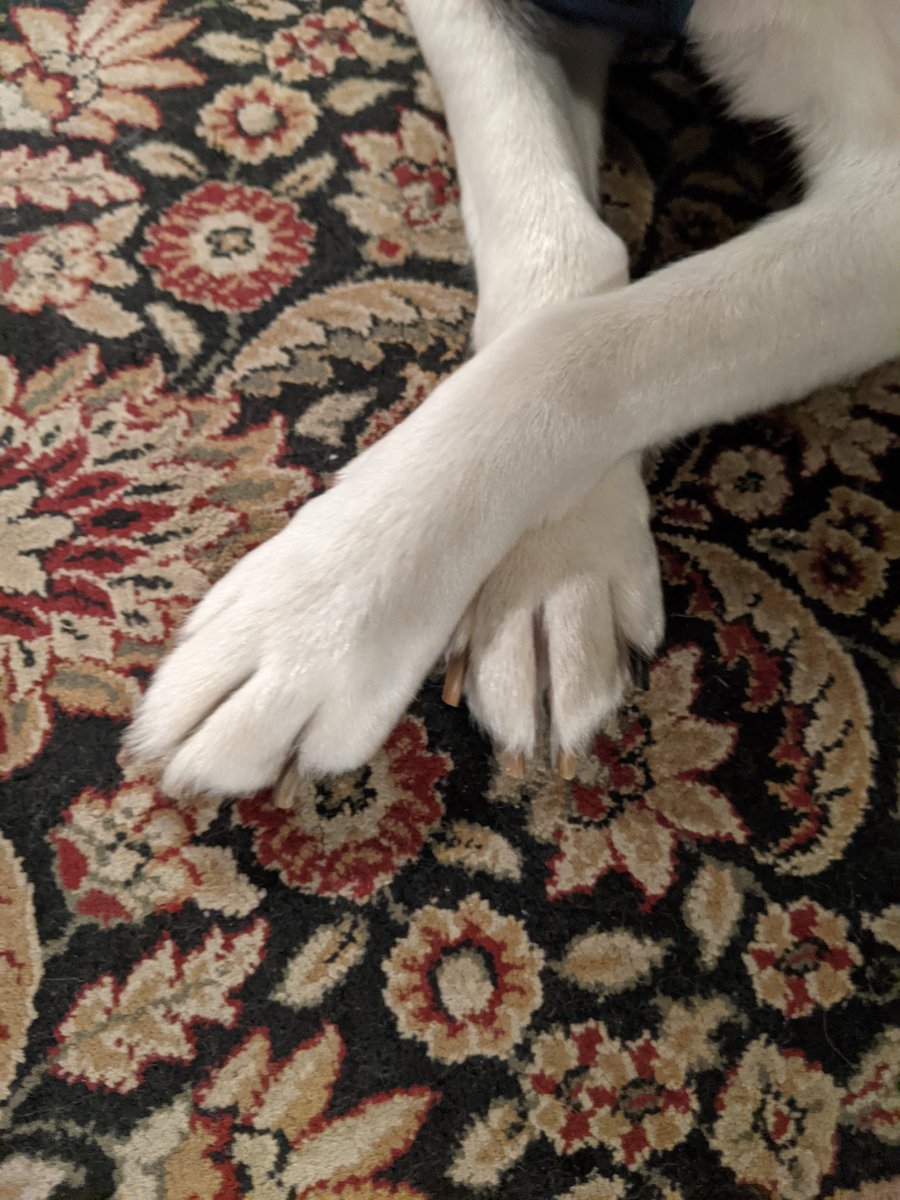 sharkb8t's tweet photo. #pawmodel https://t.co/lceYlnMoIx