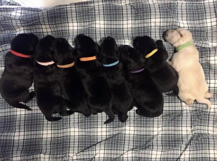 C2theVO's tweet photo. Need a pick me up? Check out Carterβs last litter, the βCβ litter with @DogswithWings .
I donβt like to pick favourites, but that blondie β€οΈ #servicepuppies #yegdogs #milkcoma https://t.co/JOvmHsGr9K