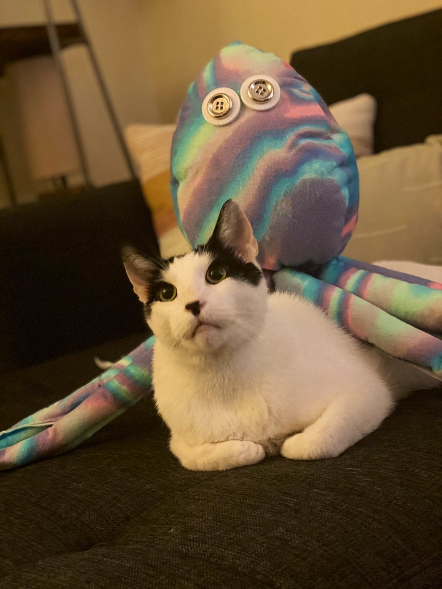 KeithHabs's tweet photo. RT if you love Octopus Jones. https://t.co/BXiHJ05NyO