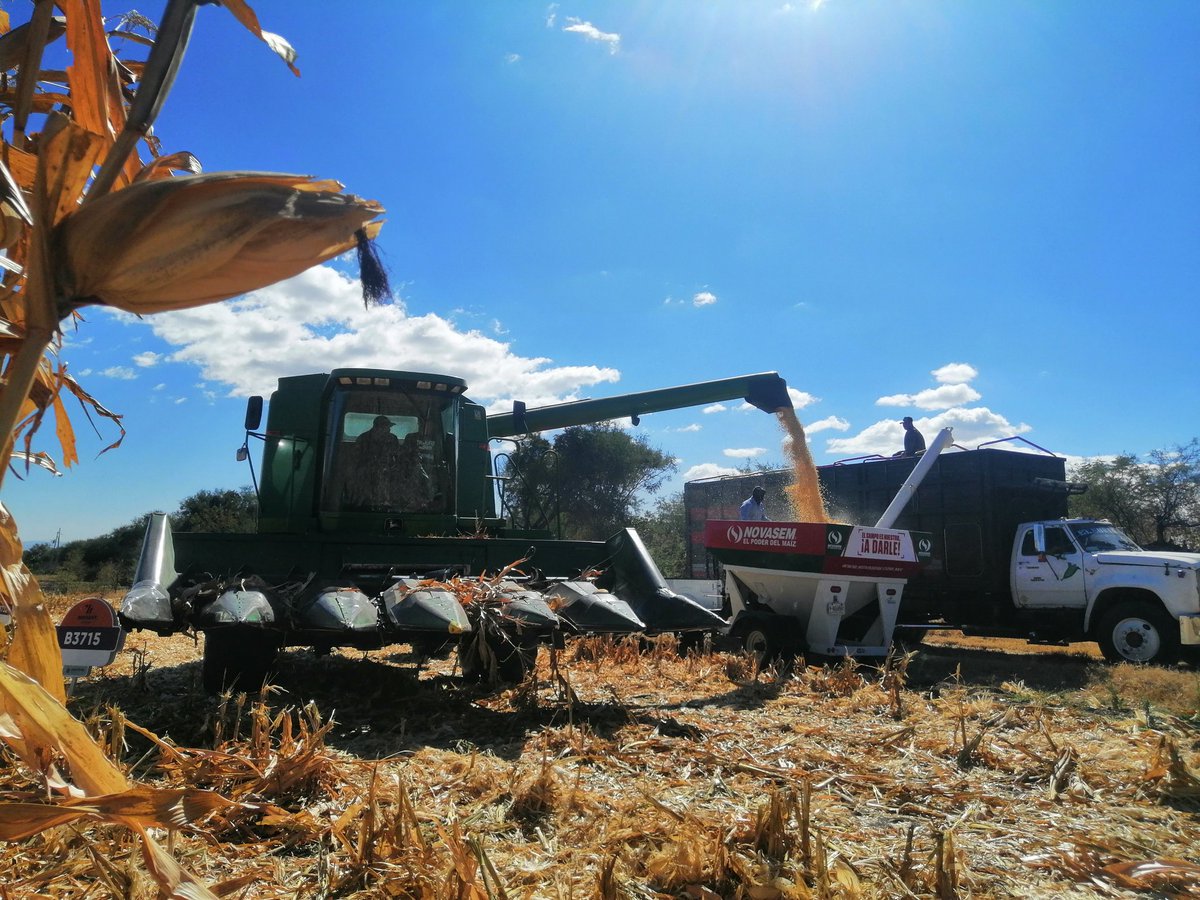 sotohoracio91's tweet photo. Trilla de vitrina en colaboración con empresas semilleras #Novasem @BrevantSemillas @PioneerSeeds @Medimex #Winner @Syngenta #AgriculturaDeConservacion #ElCampoNoPara @MasAgroGto @SDAyR_GTO @Agricultura_mex https://t.co/rly89qhWv5