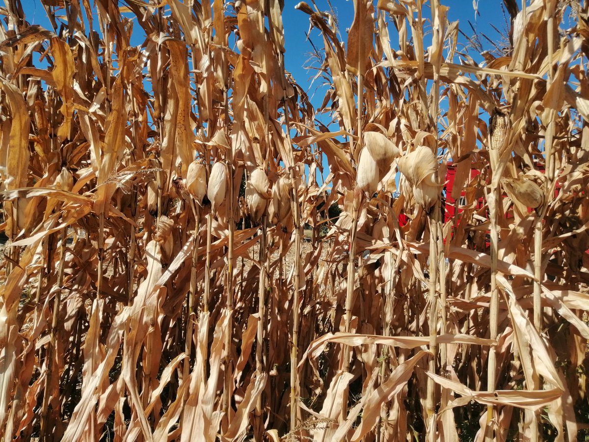 sotohoracio91's tweet photo. Trilla de vitrina en colaboración con empresas semilleras #Novasem @BrevantSemillas @PioneerSeeds @Medimex #Winner @Syngenta #AgriculturaDeConservacion #ElCampoNoPara @MasAgroGto @SDAyR_GTO @Agricultura_mex https://t.co/rly89qhWv5