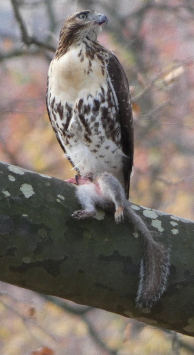 jSebastianCo1's tweet photo. Saw the Barred Owl in the Loch and the Great Horned Owl in the Ramble.  But saw this new species by Cherry Hill, the "Squirrel-tailed Hawk" (Red-tailed Hawk with its prey) #birdcp https://t.co/CFP05en0FC