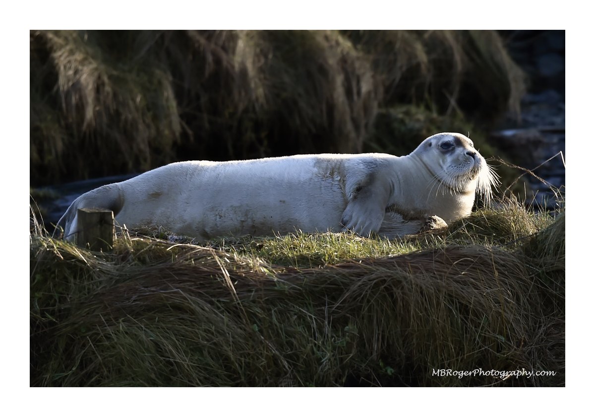 nuclearwolfie's tweet photo. Couple of pics from today at Thurso River - #BeardedSeal a long way from home. This wee guy should be in the Arctic Circle - hope its not an omen #ThursoRiver #Caithness #Wildlife @HNM_AHendry https://t.co/CazHehBdrS