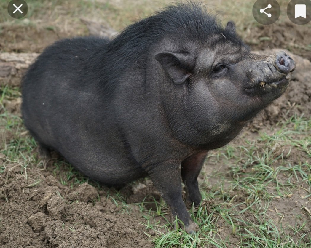 MrsMMagoo's tweet photo. @SarahBrightman this is my new pig. Should I call her Sarah Pigman or Piggy Brightman answers on a postcard. https://t.co/MdA6OhEgtu