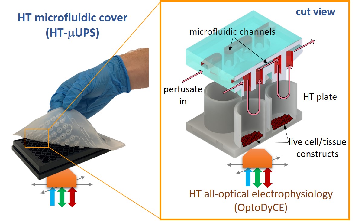emilia_entcheva's tweet photo. Our recent paper in @LabonaChip - #microfluidics-enabled 96-well perfusion system for chronic #highthroughput all-optical #cardiac #electrophysiology, with @weizhen_li , Zhenyu Li. @ibidiCells, #optogenetics,  #cellulardynamics https://t.co/hGIVhkioY8 https://t.co/xDGDTl3J5l
