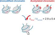 TakinoueLab's tweet photo. Our recent study on chromatin transcription with Dr. Umehara (RIKEN) and Prof. Okabe (UTokyo) has been published on Nucleic Acids Res.
https://t.co/7JgbIsRzbi
(Press release: https://t.co/3z3qBS8A8B ) https://t.co/db2YMYl4El