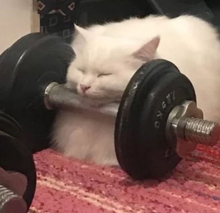 gatitos_qctd's tweet photo. Yo: ya voy a hacer ejercicio
Yo también: https://t.co/c82bj3TNsH
