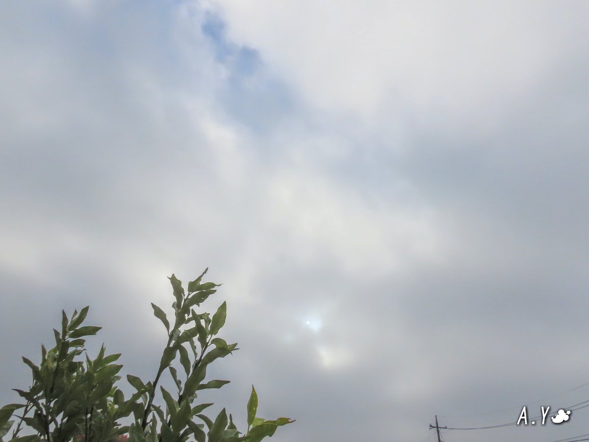 yumeasutw's tweet photo. ライトグレーの雲が広がる、しっとりとした木曜日の朝☁️

只今の気温🌡️10℃

本日の最高気温🌡️17℃
曇り時々晴れ☁️／☀️
日中は段々雲が晴れ🌤️陽射しが届く予報です。

#イマソラ
#空の名前
#雲の教室
#高層雲
#曇り空
#スズメ #雀 #sparrow
#皇帝ダリア
#花 #flower
#a2020 #a1126 #a202011 https://t.co/unNHfKs3sw