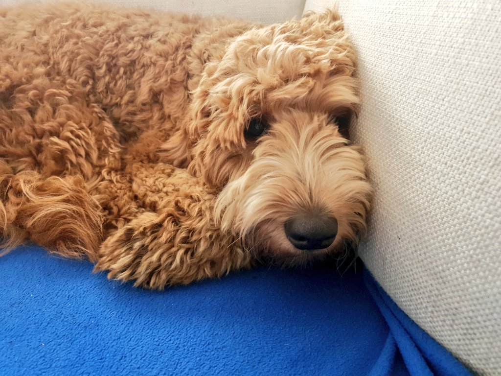 S_RatcliffePhD's tweet photo. It's morning #breaktime for #SPHERE2020 which means topping up the mug and some puppy cuddles before we return for poster presentations.
And yes I am using this as an opportunity to share a photo of my #dog and change up your feed. ๐ถ https://t.co/wGA5rt34Kq