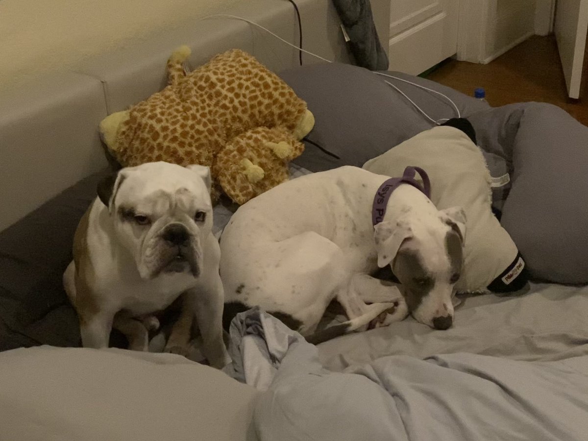 MiaYim's tweet photo. More wholesome content from meemaw @jessamynduke 😍 #EnglidhshBulldog #DontBullyMyBully #isispuppy https://t.co/UHPEfseF3h
