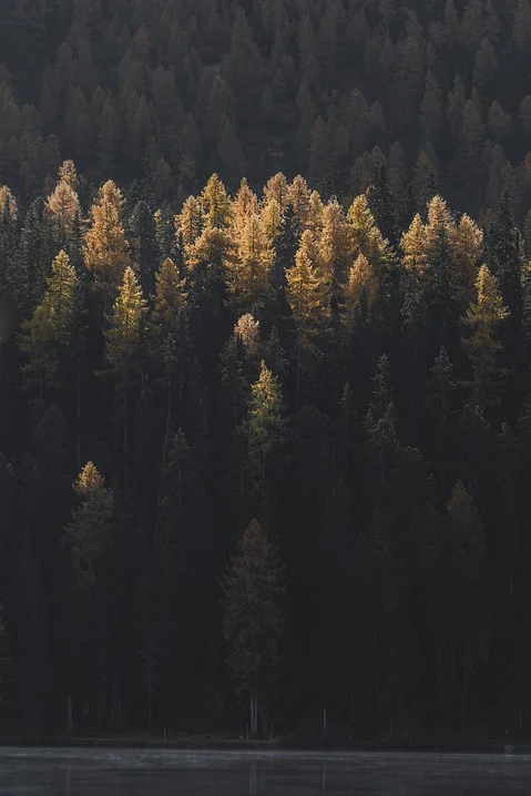 Best_Resources_'s tweet photo. AUTHOR: philippbrack76
CONTACT: https://t.co/kWVusvLSLy
FREE DOWNLOAD: https://t.co/HIRa6JdThv

#Pixabay #Freestock #Stock #mountain #woods #nature #trees #forest #woodland #alps #artoftheday #photooftheday #photography #instaoftheday https://t.co/h7fwqEDGmr