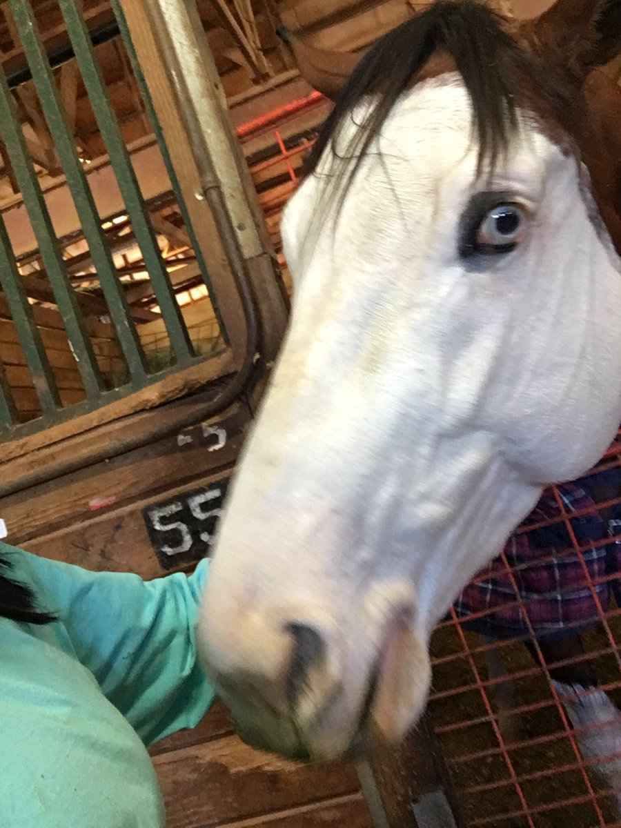 EvinMunson's tweet photo. Canβt believe it was a year ago that I met the very handsome & lovable & peppermint loving Southern Phantom!!! π₯°ππ₯°π #SouthernPhantom #RemingtonPark @ILoveFastHorses @missfasthorses @PhantomSouthern @RemingtonPark https://t.co/vp3cx4gfyX
