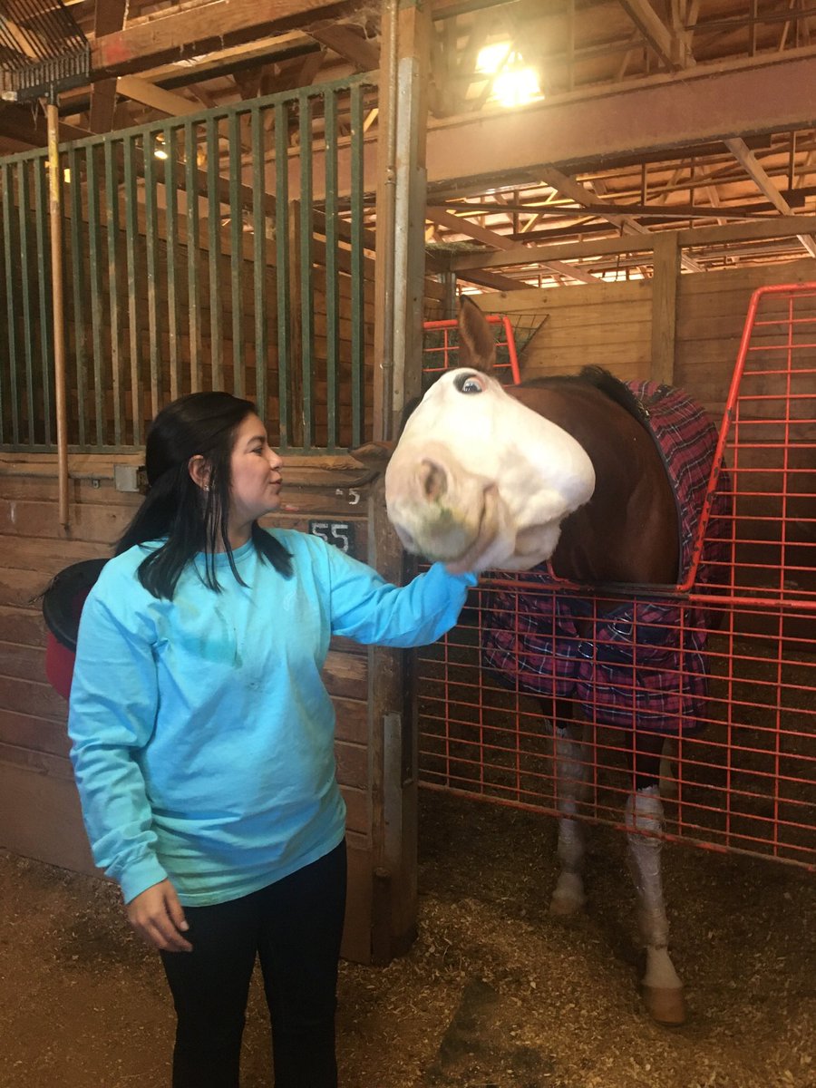 EvinMunson's tweet photo. Canβt believe it was a year ago that I met the very handsome & lovable & peppermint loving Southern Phantom!!! π₯°ππ₯°π #SouthernPhantom #RemingtonPark @ILoveFastHorses @missfasthorses @PhantomSouthern @RemingtonPark https://t.co/vp3cx4gfyX