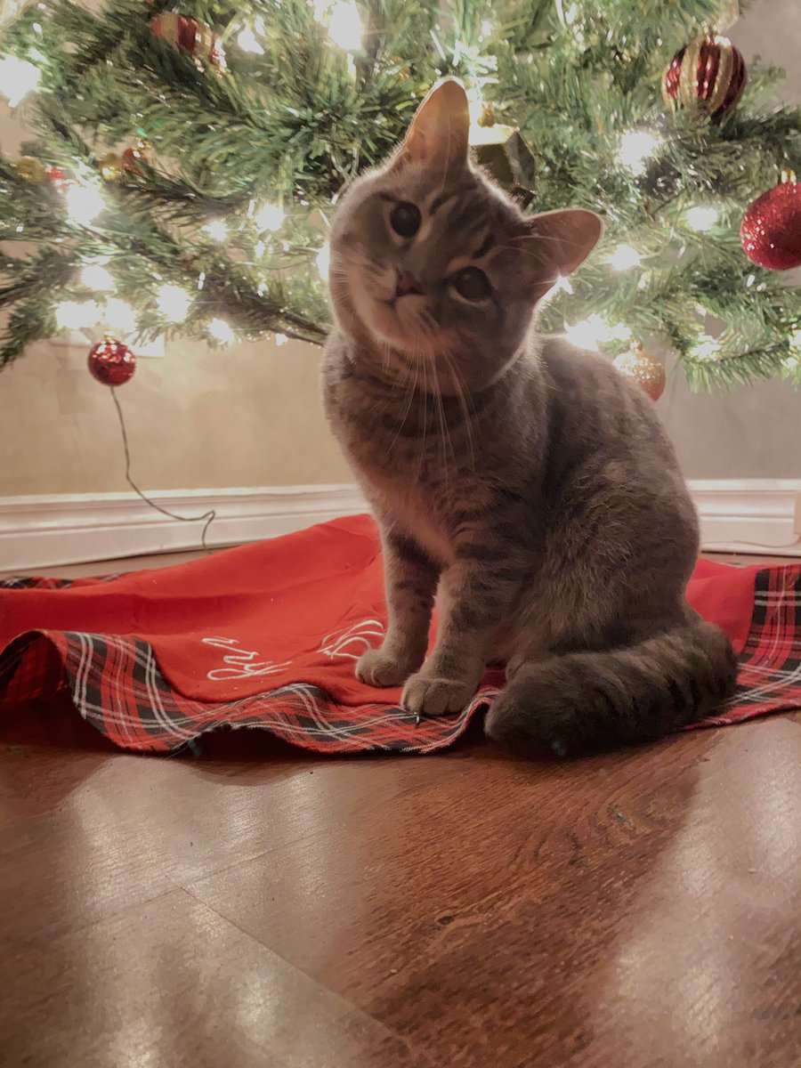 r_ensormckenzie's tweet photo. My cute little home and family ♥️🎄 https://t.co/Q0UpRtV1l6